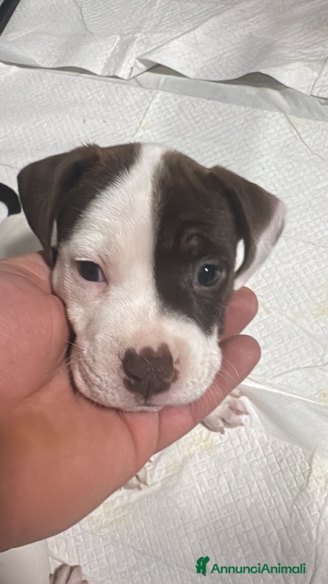 Pitbull cani in vendita: Pitbull terrier ukc - Annuncio 4