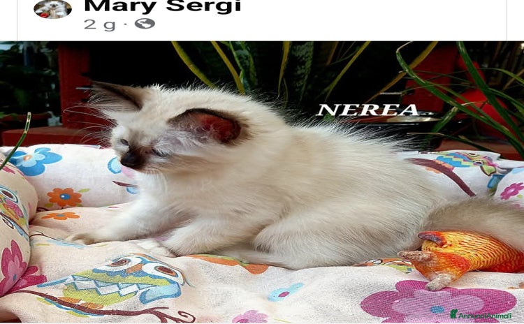 Sacro di Birmania gatti a Provincia di Lecce - Annuncio 4