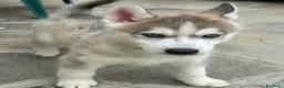 Husky cani in vendita: Cuccioli di meravigliosi husky cercano casa - Annuncio 3