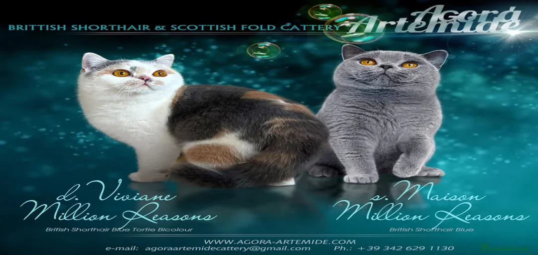 Immagine della galleria {{count}}