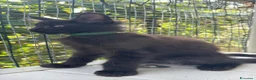 Maine Coon gatti in vendita: Cucciolo di maine coon manto nero (Daiquiri) - Annuncio 2