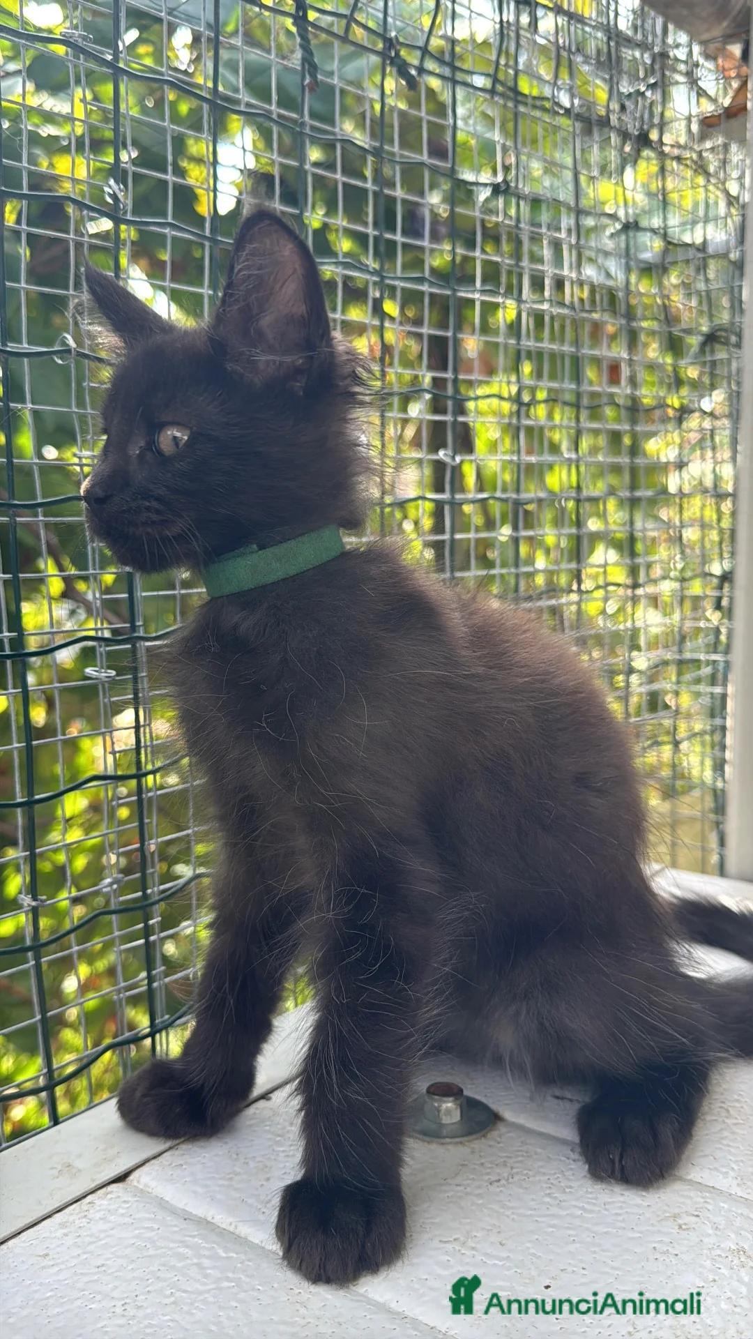 Maine Coon gatti in vendita: Cucciolo di maine coon manto nero (Daiquiri) - Annuncio 2