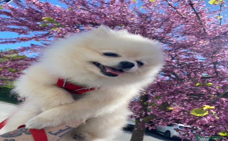 Spitz cani a Città metropolitana di Roma Capitale - Annuncio 5