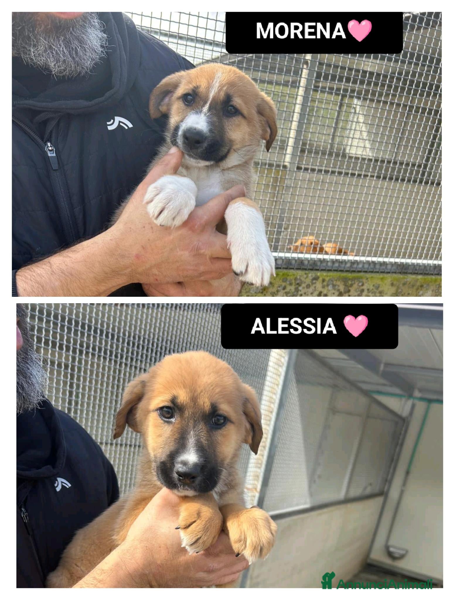 Altre razze cani morena e alessia - Annuncio 1