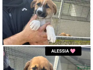Altre razze cani morena e alessia - Annuncio 11