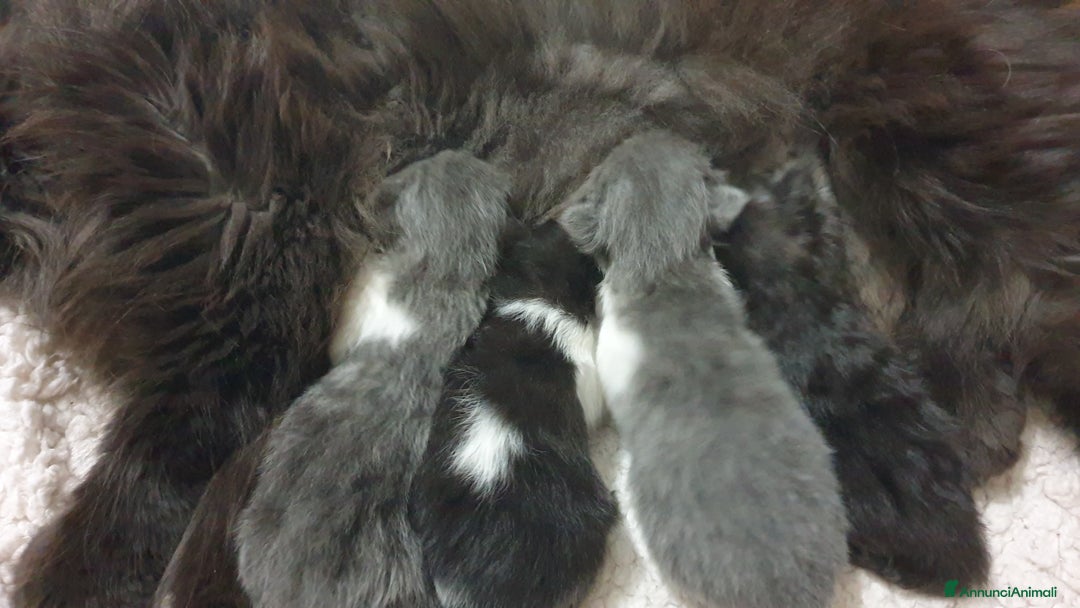 Persiano gatti in vendita: Cucciolo persiano ipertipico maschio a Provincia di Brindisi - Immagine 2