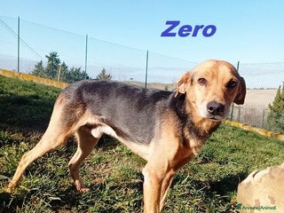Meticcio cani ZERO 7anni dolcissimo cercacoccole tg contenuta! - Annuncio 41