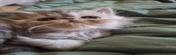 Persiano gatti in vendita: Persiani ipertipico - Annuncio 2