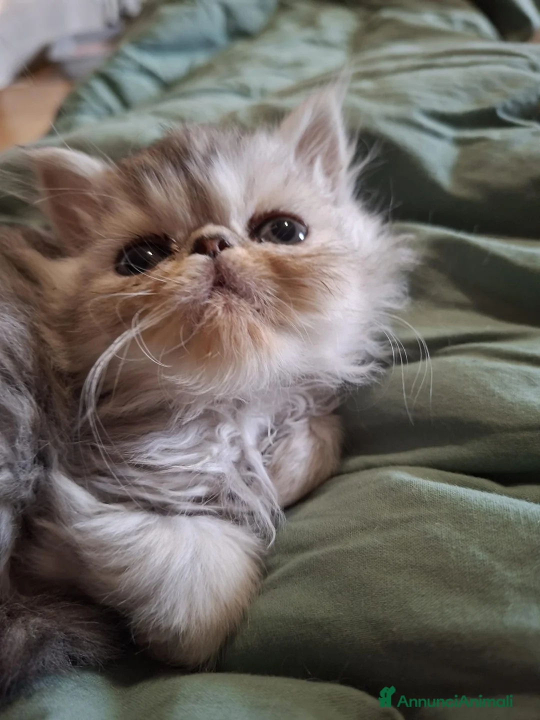 Persiano gatti in vendita: Persiani ipertipico - Annuncio 2