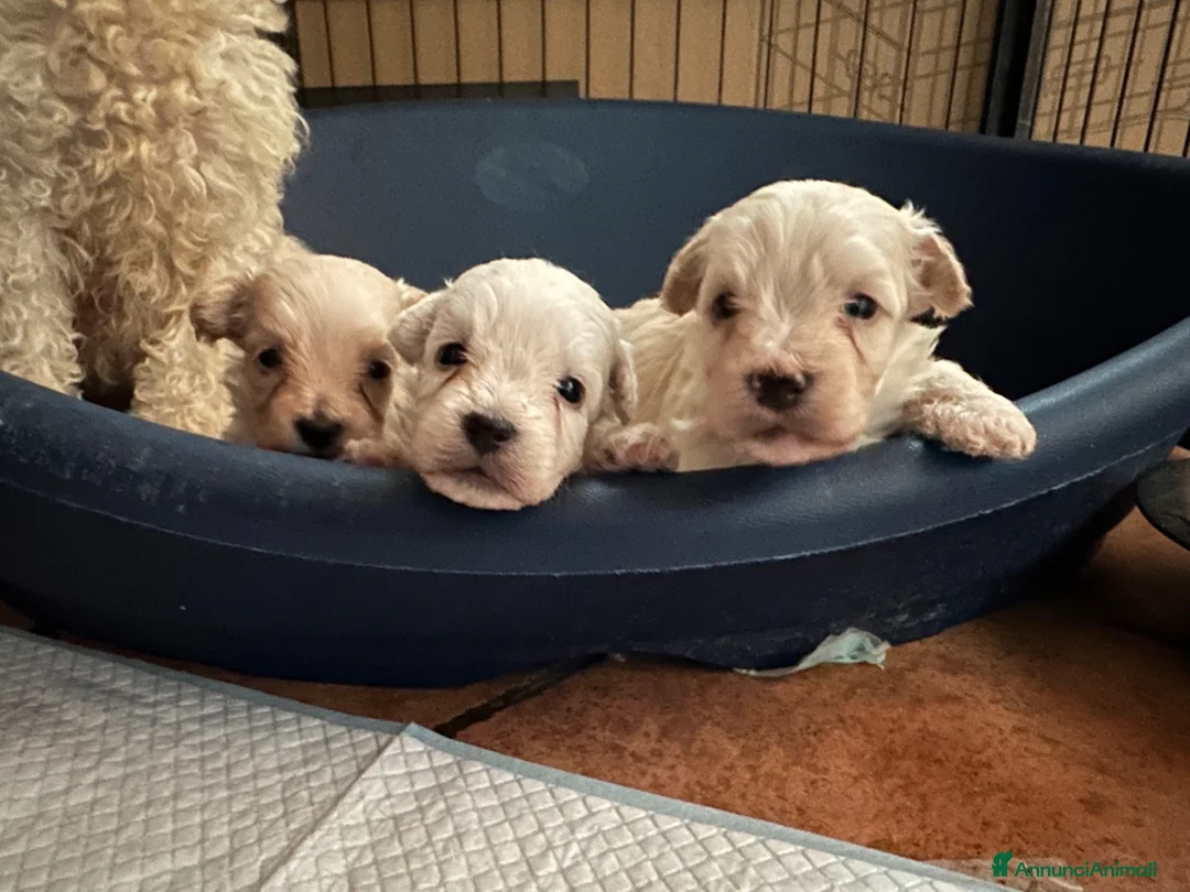 Maltipoo cani in vendita: Cuccioli Maltipoo  - Annuncio 6