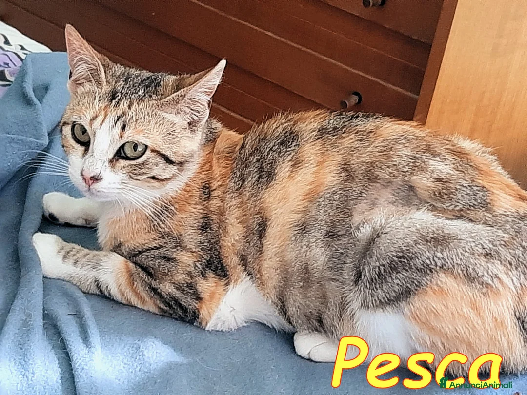 Europeo gatti in regalo: PESCA GATTINA DOLCISSIMA - Annuncio 4