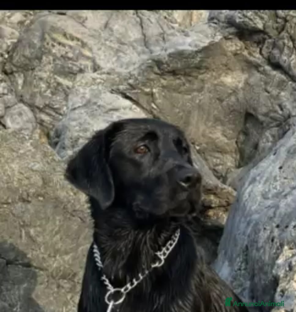 Labrador cani Cucciolata labrador retriever neri  - Annuncio 1