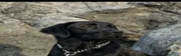 Labrador cani in vendita: Cucciolata labrador retriever neri  a Provincia di Avellino - Annuncio 1