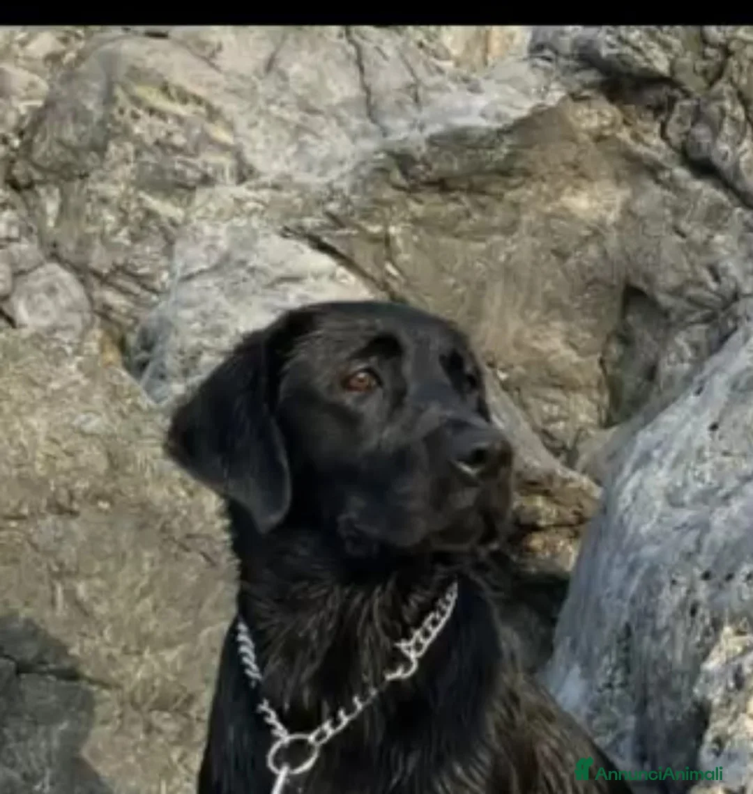 Labrador cani in vendita: Cucciolata labrador retriever neri  a Provincia di Avellino - Annuncio 1