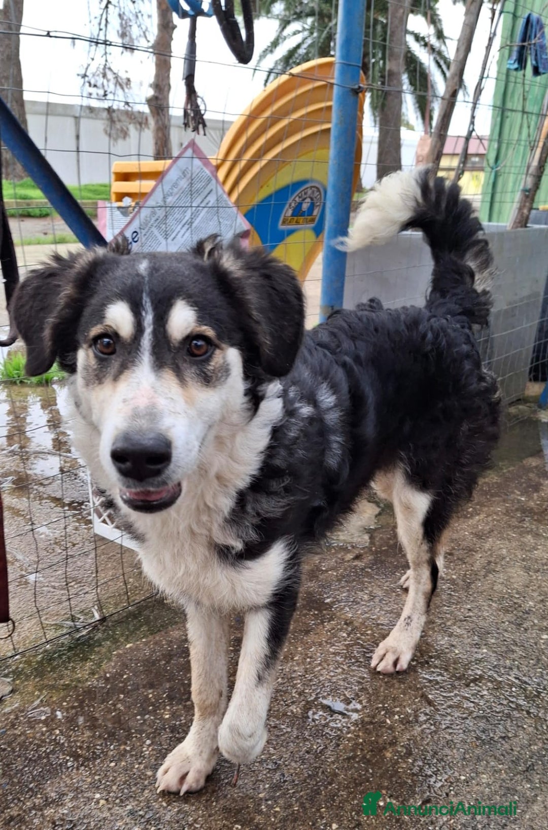 Meticcio cani in regalo: BRETZEL🩷-cucciola. Sta crescendo dietro le sbarre - Annuncio 11