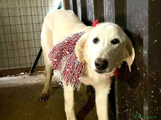 Meticcio cani ADOTTA LA TENERISSIMA ZULEIA a Città metropolitana di Roma Capitale - Annuncio 18