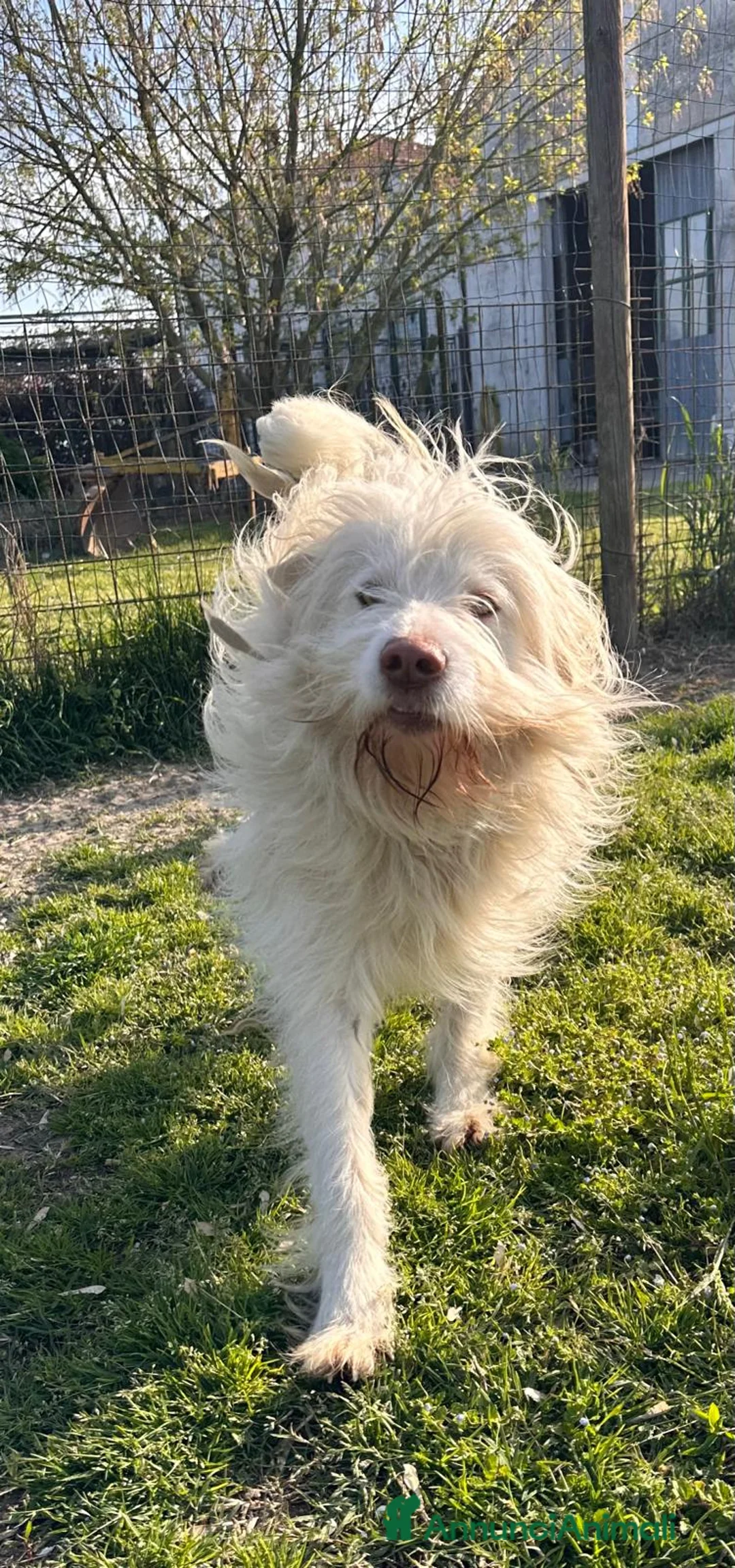 Meticcio cani in regalo: TRADITO. BUTTATO VIA DALLA SUA FAMIGLIA.  a Provincia di Ferrara - Annuncio 1