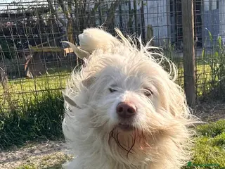 Meticcio cani TRADITO. BUTTATO VIA DALLA SUA FAMIGLIA. - Annuncio 2