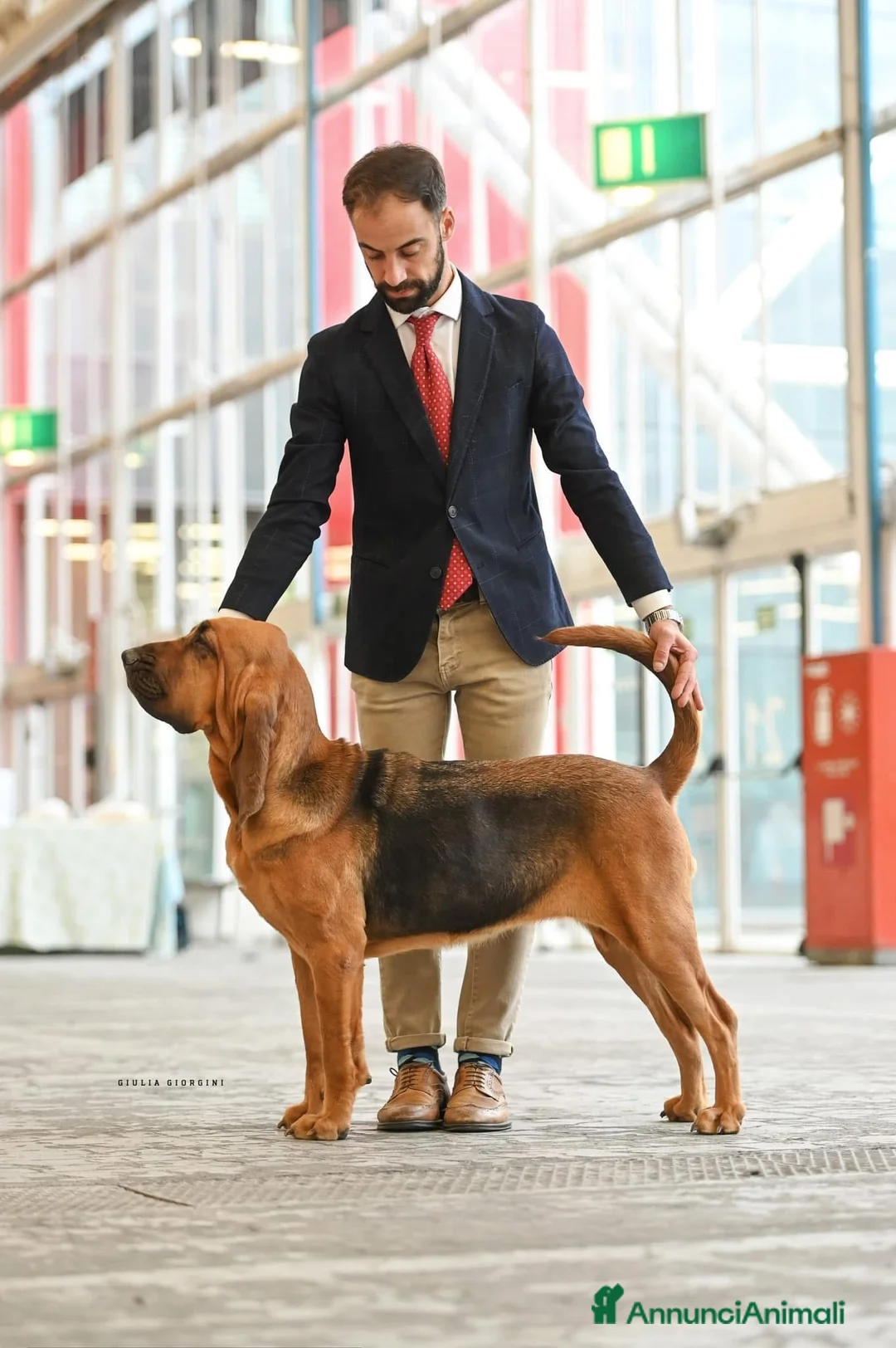 Bloodhound cani in vendita: Cuccioli Bloodhound  - Annuncio 2
