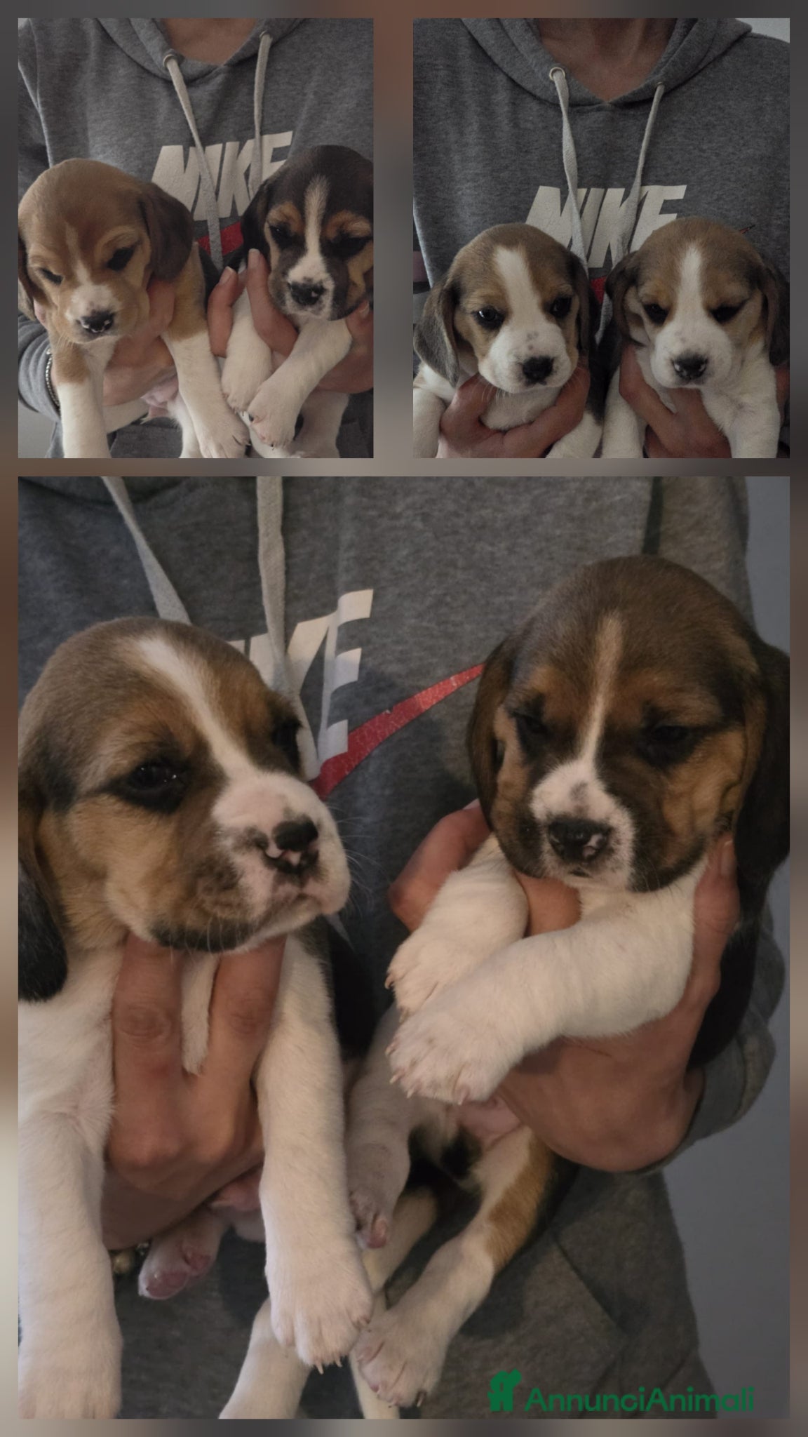 Beagle cani beagle  - Annuncio 1