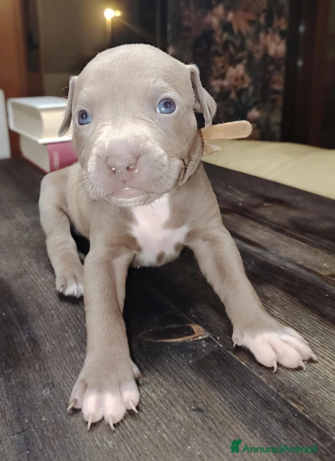 Pitbull cani in vendita: Meravigliosi e ricercati cuccioli di Pitbull - Annuncio 15