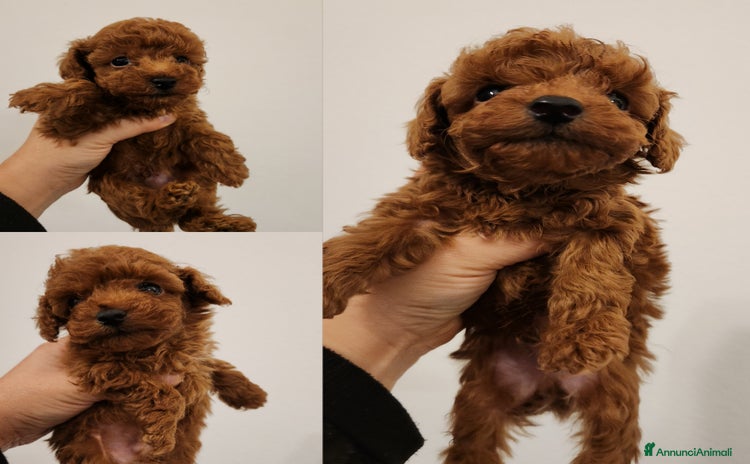 Barboncino Toy cani - Annuncio 2