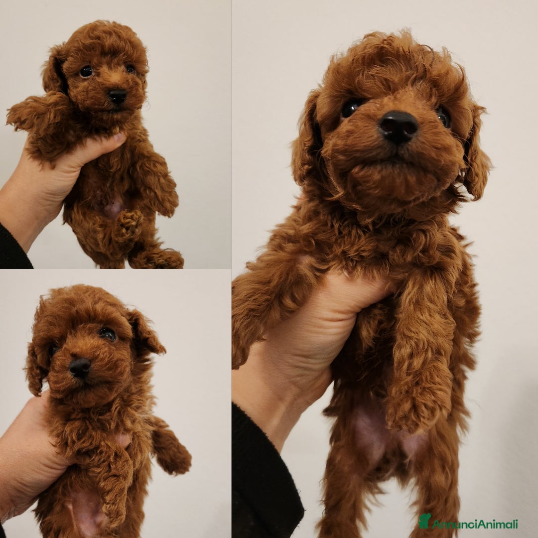 Barboncino Toy cani in vendita: Barboncino toy rosso  - Annuncio 1