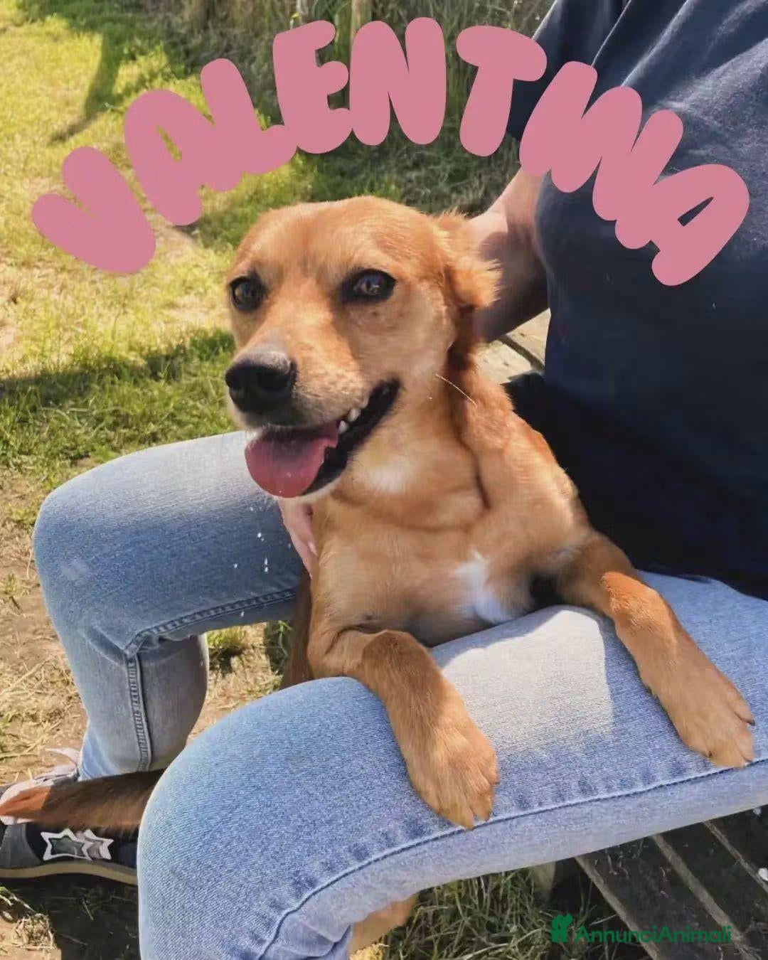 Meticcio cani Valentina,piccolina in cerca di una casa tutta sua - Annuncio 23