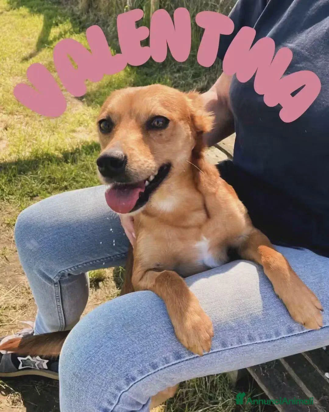 Meticcio cani in regalo: Valentina,piccolina in cerca di una casa tutta sua - Annuncio 1
