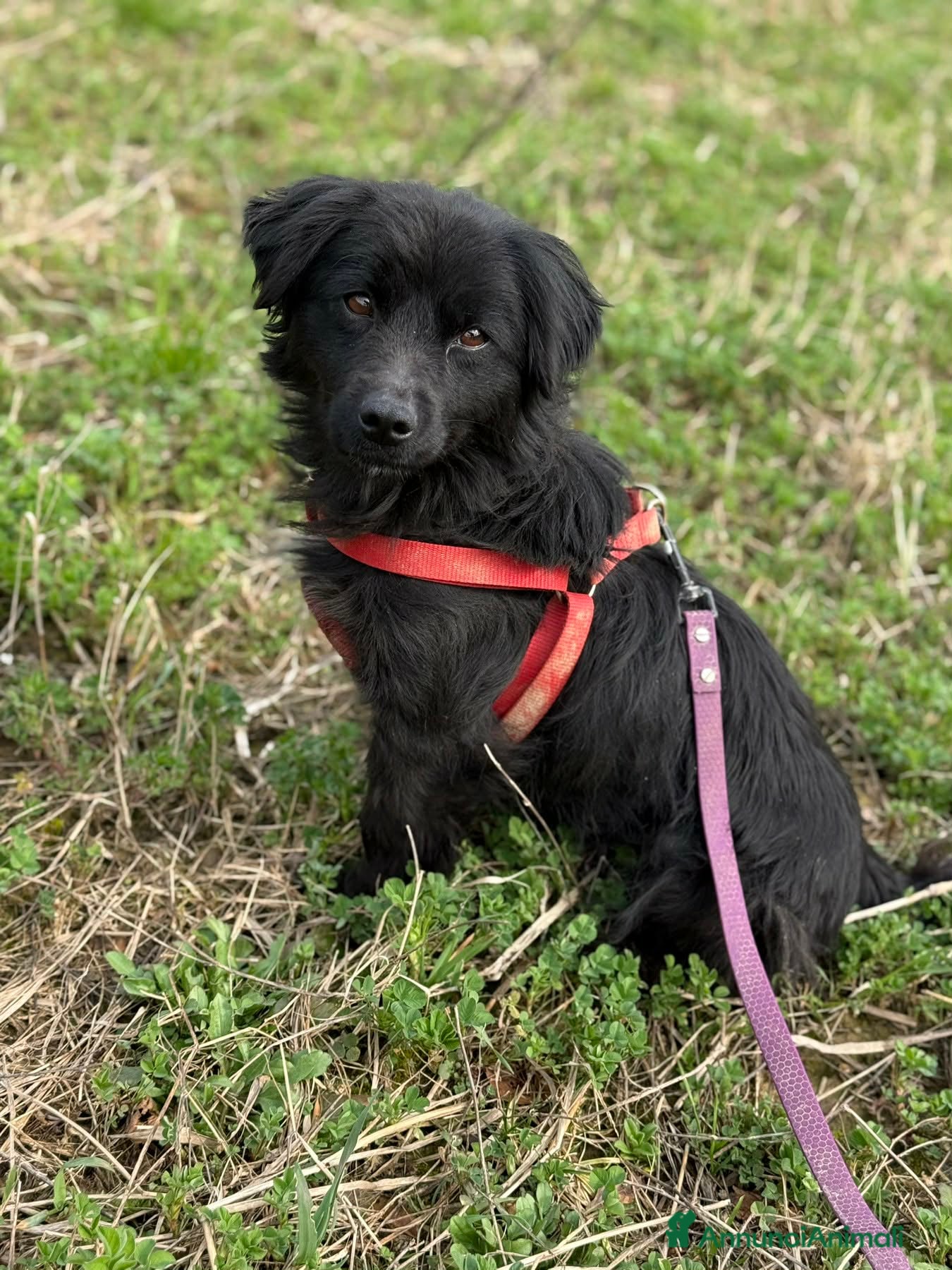 Meticcio cani MONICA, coccolona in nero! TG PICCOLA - Annuncio 1