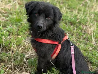 Meticcio cani MONICA, coccolona in nero! TG PICCOLA - Annuncio 1