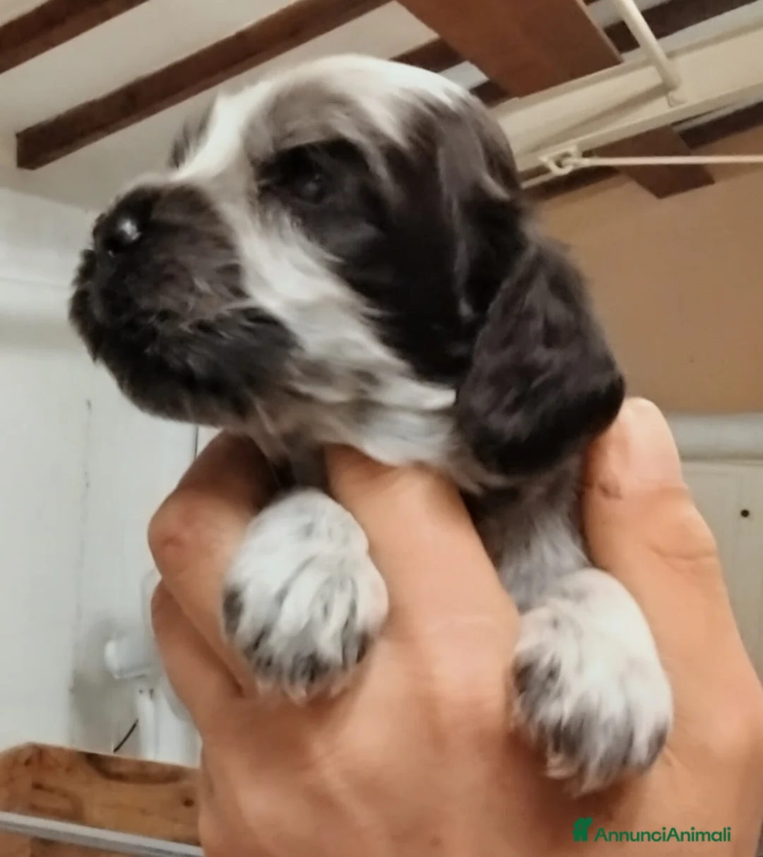 Cocker cani in vendita: Cucciolo Cocker Spaniel Inglese Blu Roano  - Annuncio 7