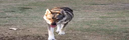 Lupo Cecoslovacco cani per accoppiamento: Riproduttore - Annuncio 2