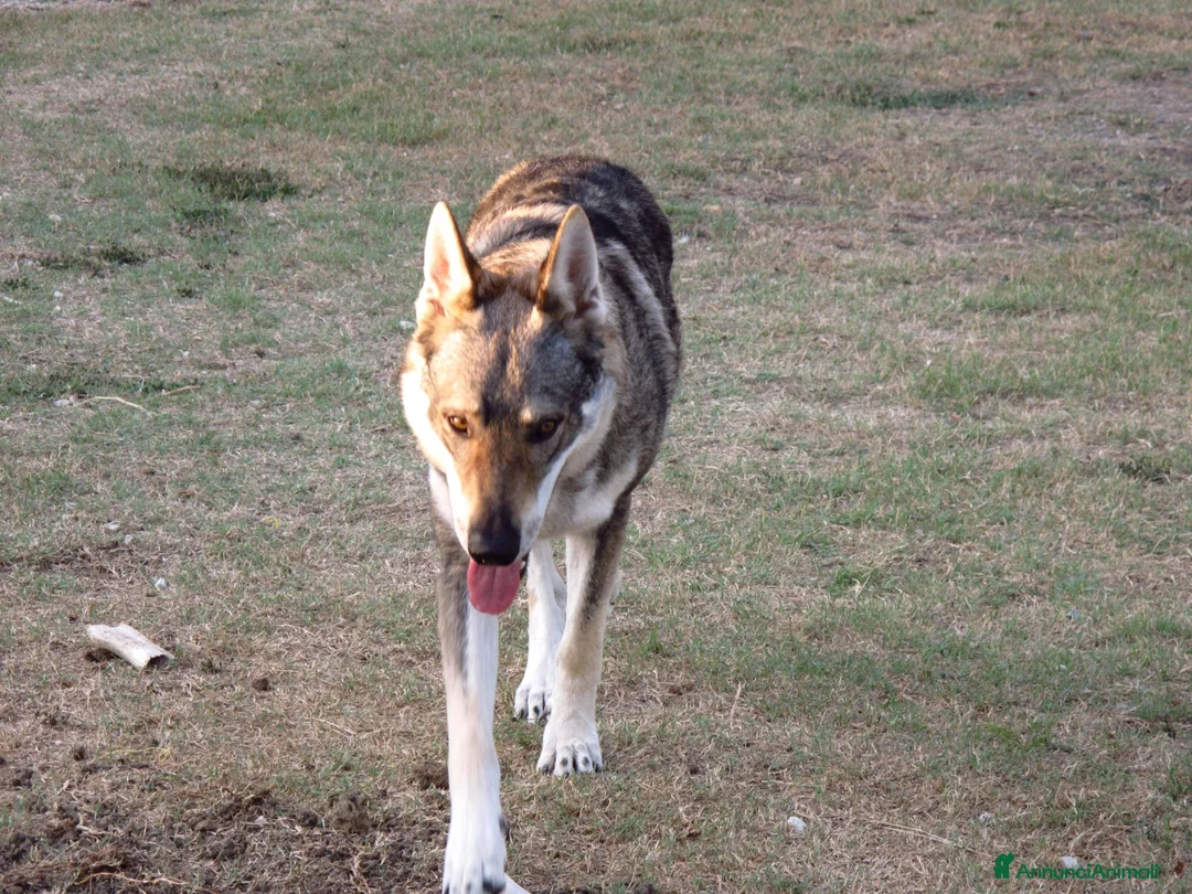 Lupo Cecoslovacco cani per accoppiamento: Riproduttore - Annuncio 2