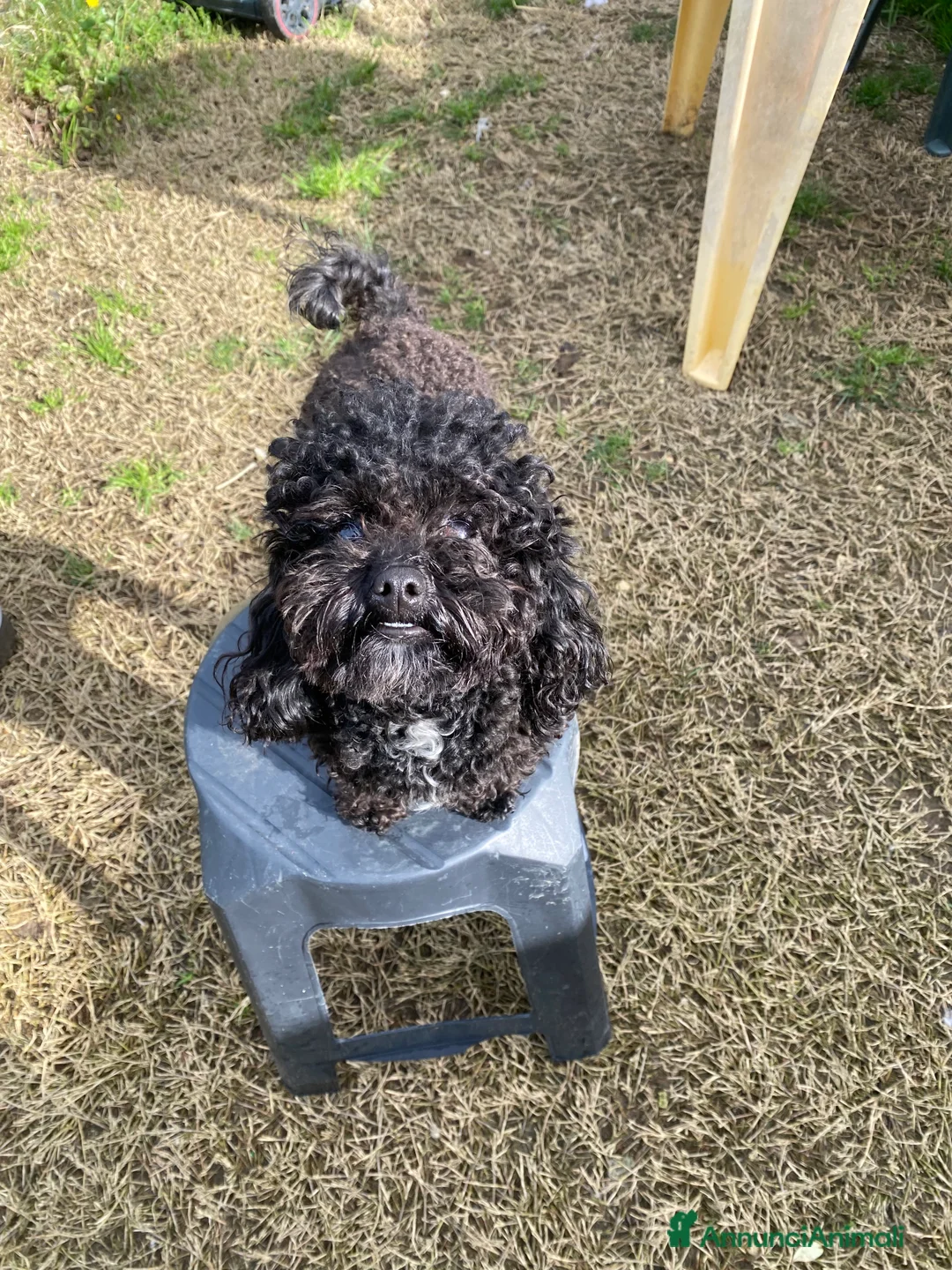 Barboncino Toy cani per accoppiamento: Barboncino Toy  - Annuncio 2