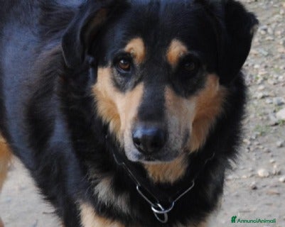 Meticcio cani Mix Pastore entrato in canile a 3mesi anni fa HELP a Milano - Annuncio 21