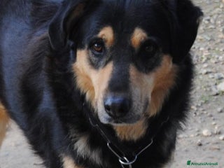 Meticcio cani Mix Pastore entrato in canile a 3mesi anni fa HELP a Milano - Annuncio 21