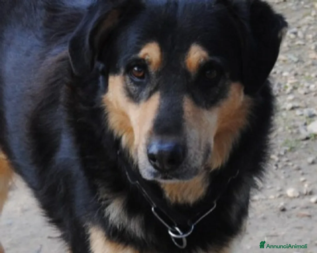 Meticcio cani in regalo: Mix Pastore entrato in canile a 3mesi anni fa HELP a Milano - Annuncio 1