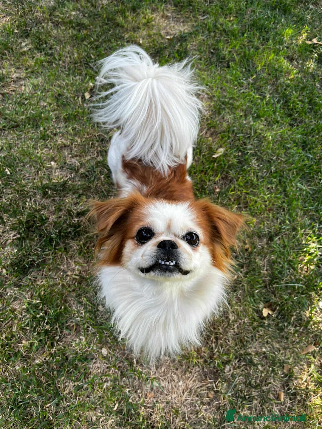 Pechinese cani in regalo: BRAD e ANGELINA, piccoli PECHINESI cercano casa! - Annuncio 10