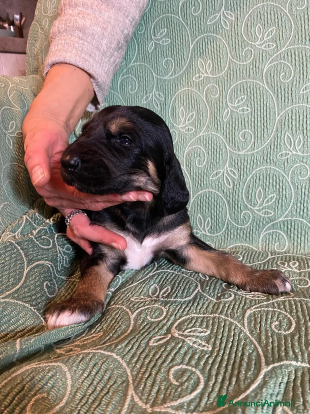 Levriero cani in vendita: LEVRIERO AFGANO BELLISSIMI CUCCIOLI - Annuncio 18