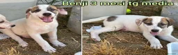 Meticcio cani in regalo: Servono adozioni x salvarli a Provincia di Modena - Annuncio 9