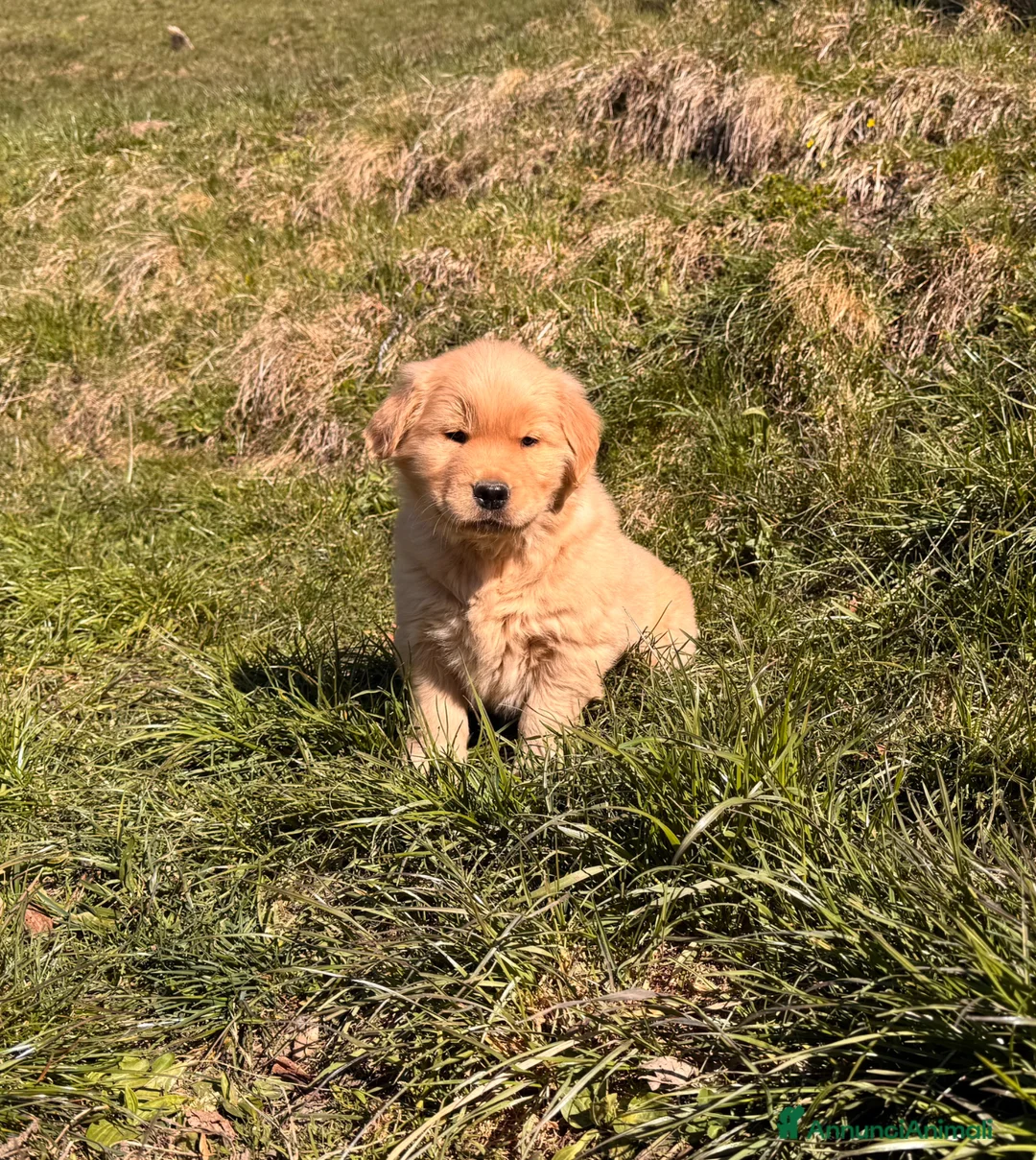 Golden Retriever cani in vendita: Cuccioli Golden Retriever 100% Americani  - Annuncio 4