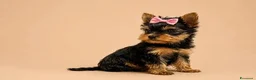 Yorkshire cani in vendita: Adorabili Cuccioli di Yorkshire terrier M/F - Annuncio 5