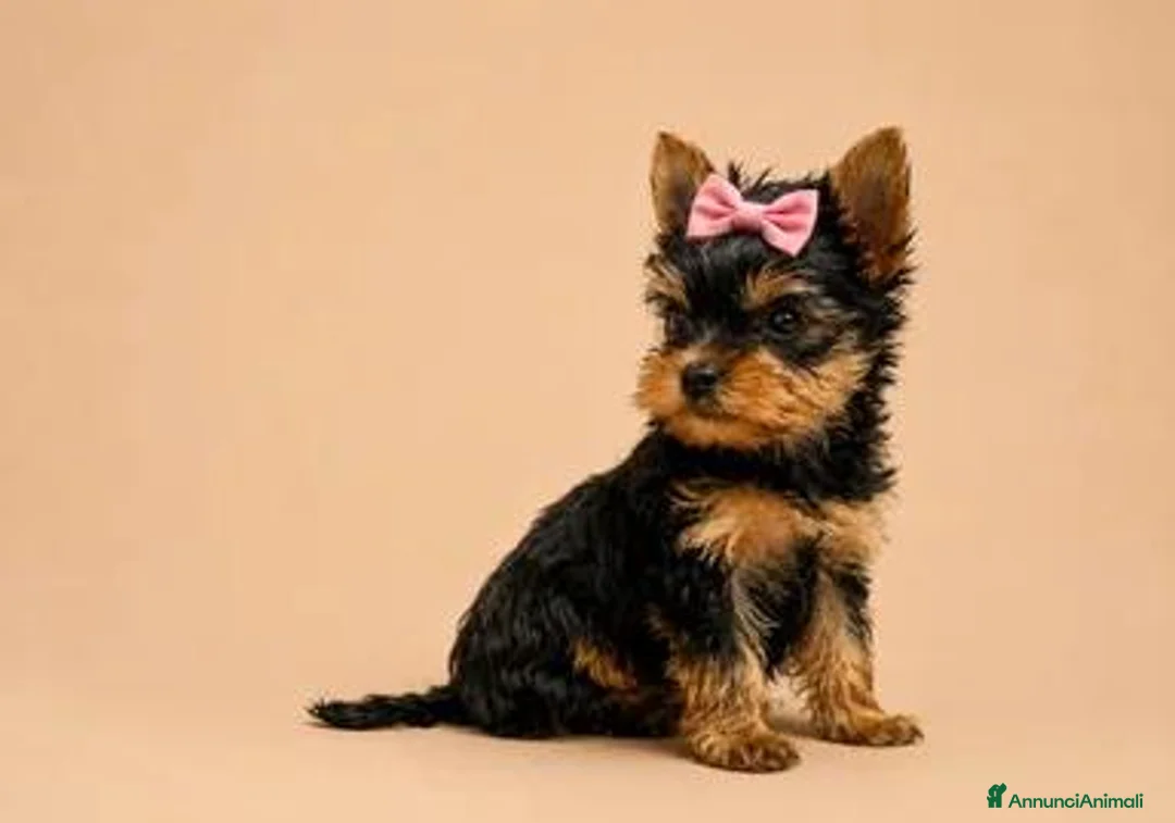 Yorkshire cani in vendita: Adorabili Cuccioli di Yorkshire terrier M/F - Annuncio 2