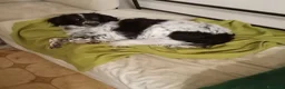 Meticcio cani in regalo: Betty simil Setter 2anni salvata mesi fa.FERRARA - Annuncio 7