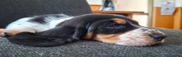 Bassethound cani in vendita: Cucciolata Bassethound  a Città metropolitana di Milano - Annuncio 15