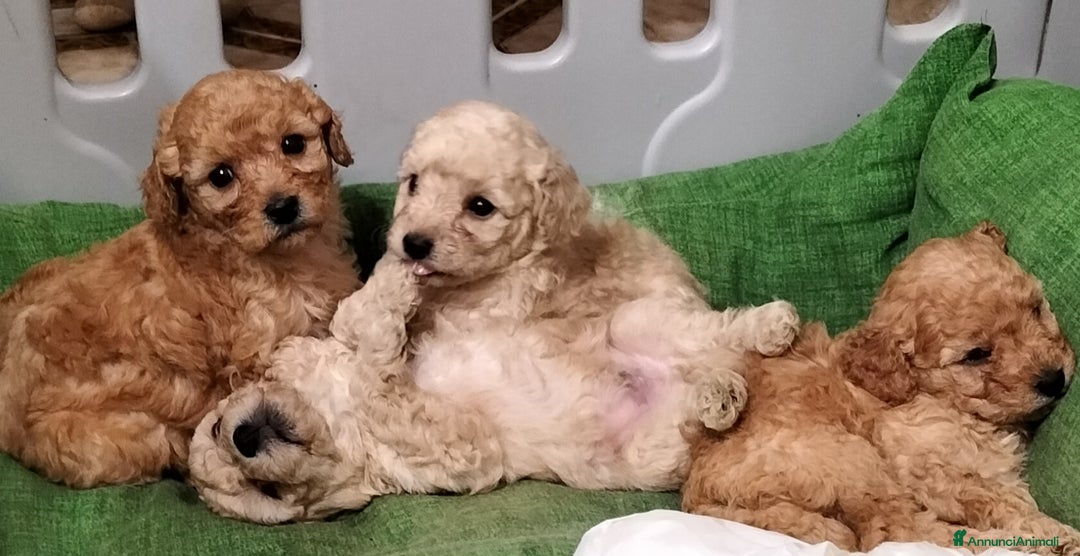 Barboncino cani in vendita: Barboncini nani  - Annuncio 1