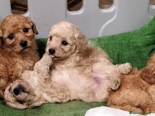 Barboncino cani Barboncini nani - Annuncio 18