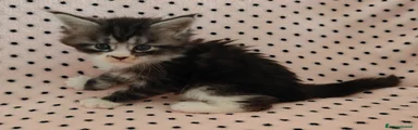 PEPITA