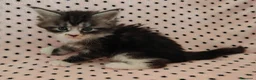 Maine Coon gatti in vendita: Cuccioli Maine coon  - Annuncio 8